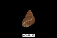 藏品(石田螺)的圖片